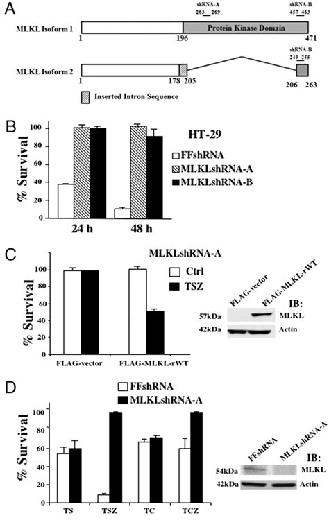 Figure 1 From Mixed Lineage Kinase Domain Like Is A Key Receptor