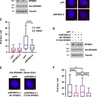 Rfwd Promotes The Reversal Of Stalled Replication Forks A And B