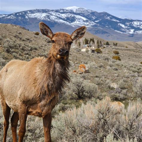 Where To See Wildlife Within 2 Hours Of Denver Currently Elsewhere