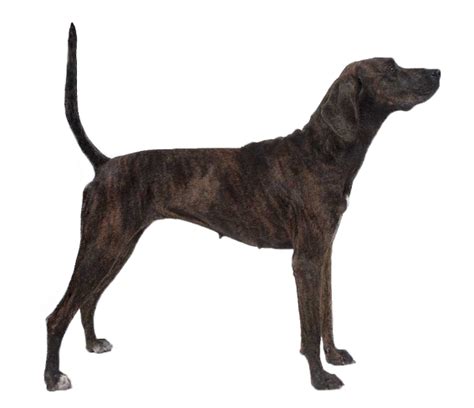 Treeing Tennessee Brindle - Dog Breed Health, History, Appearance, Temperament, and Maintenance