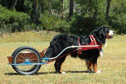 Build a Pony Cart Techniques Can Apply to Carts for Dog, Goat, and ...