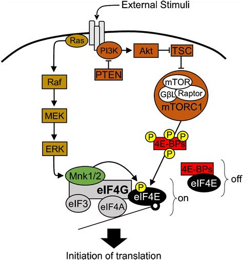 Frontiers The Role Of The Eukaryotic Translation Initiation Factor 4e