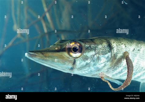 Common fish leech hi-res stock photography and images - Alamy