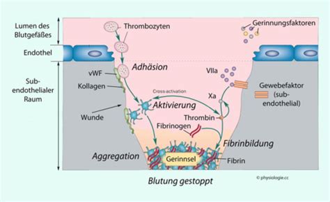 H Mostase Und Fibrinolyse Karteikarten Quizlet