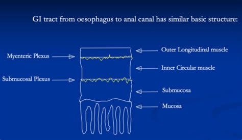 Gi Motility Flashcards Quizlet