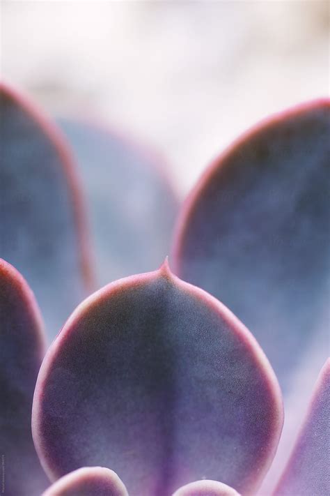 "Echeveria Succulent" by Stocksy Contributor "Marcel" - Stocksy