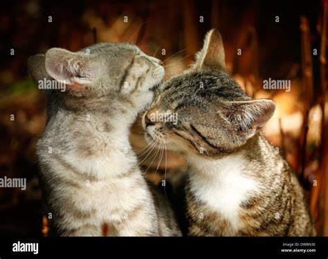 Two young cuddling cats Stock Photo - Alamy