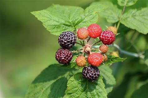 Hd Wallpaper Raspberry Black Raspberry Plant Bush Fruit Harvest