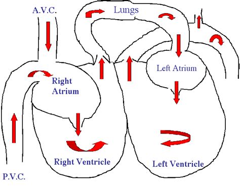 How Does Blood Flow Through The Heart New Health Advisor