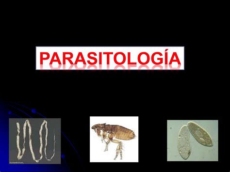 12 PARASITOLOGIA Ppt PowerPoint Presentation PPT