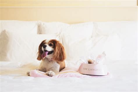 13 Top Dog-Friendly Places to Stay in Victoria - Travelnuity