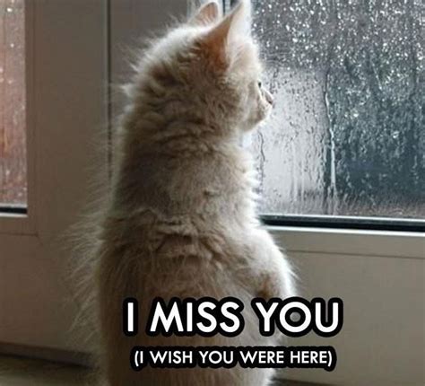 Cute Kitten Meme Miss You