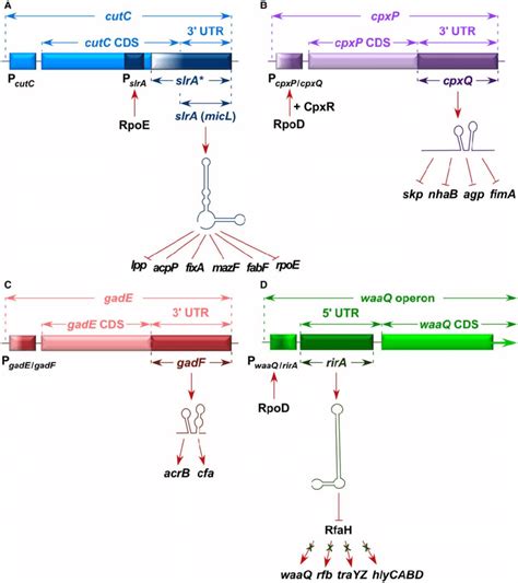 Novel Regulatory Srnas Located Either In Or Utr Of Various