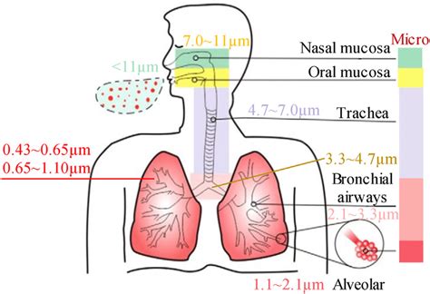 Schematic Of Human Respiratory System And Deposition Of Particle Download Scientific Diagram