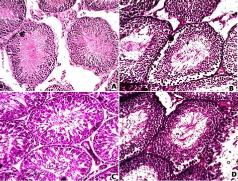 Microphotograph Of Rat Testis H And E Stain A Representative Section Download Scientific