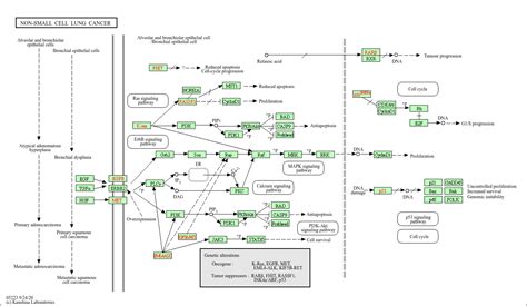 Lung Cancer Cells Diagram