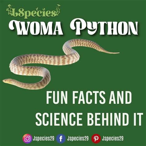 Woma Python| Fun Facts, Diet, Habitat and Breeding