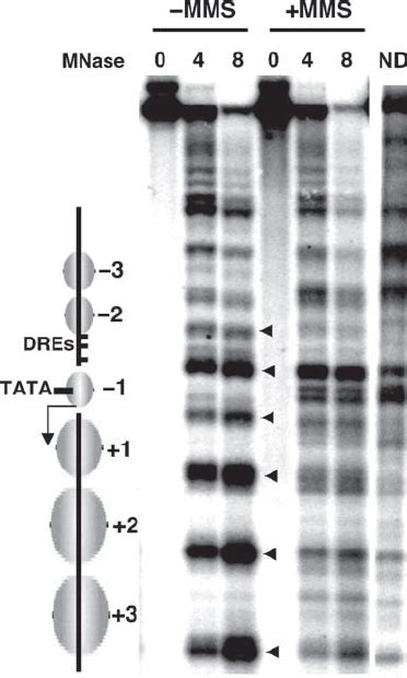 Chromatin Mapping Of The Promoter Region Of Rnr Using Micrococcal