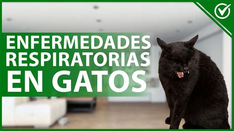 Guía completa para tratar la tos en gatitos causas síntomas y