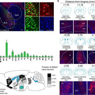 Long Range Inputs To Bla Pv Gabaergic Neurons A Representative