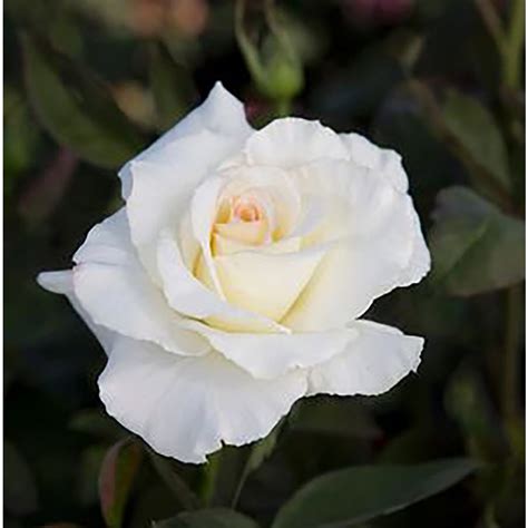 White Rose Flowering Shrub in Pot (With Soil) at Lowes.com