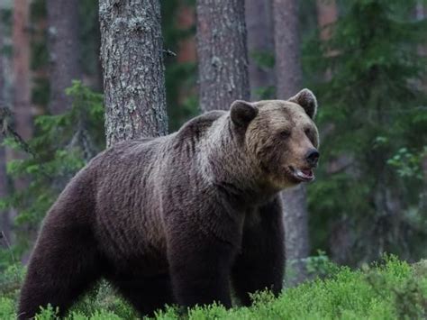 Alto Adige L Orso M75 Si Risveglia Dal Letargo E Distrugge Il Tetto Di