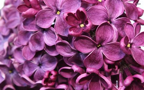 🔥 [50+] Lilac Flowers Wallpapers | WallpaperSafari