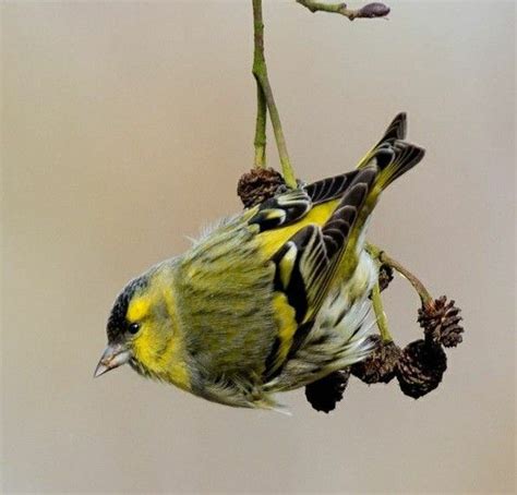 Tarin Des Aulnes Mâle Carduelis Spinus En 2024 Tarin Des Aulnes Tarin