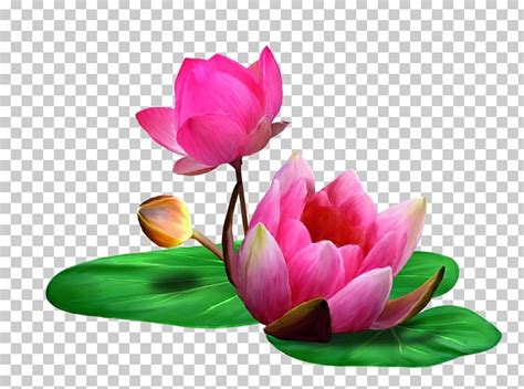 Nelumbo Nucifera Flower Desktop Png Clipart P Animation Aquatic