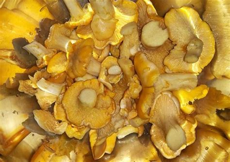 cantharellus cibarius cnatas receita por joao bailao cookpad