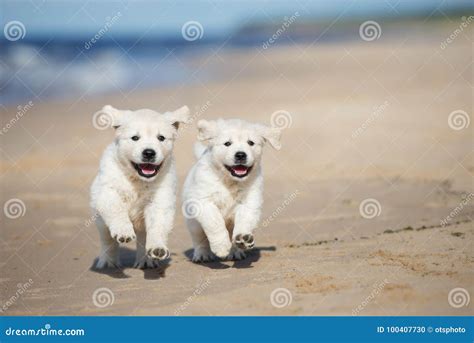 Two Golden Retriever Puppies Running on a Beach Stock Photo - Image of beach, portrait: 100407730