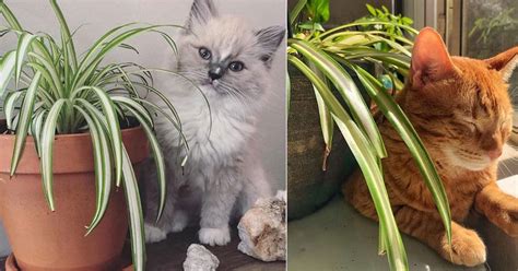 13+ Spider Plant Cats - FionaMarcus