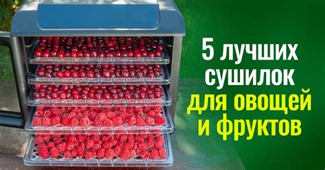 Лучшие сушилки для фруктов и овощей: краткий обзор