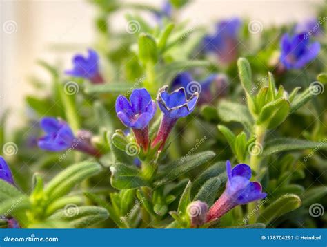 Lithodora Diffusa The Purple Gromwell Syn Lithospermum Diffusa Is A