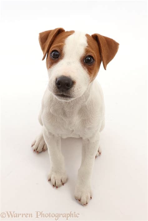 Dog: Jack Russell puppy, sitting and looking up photo WP45603