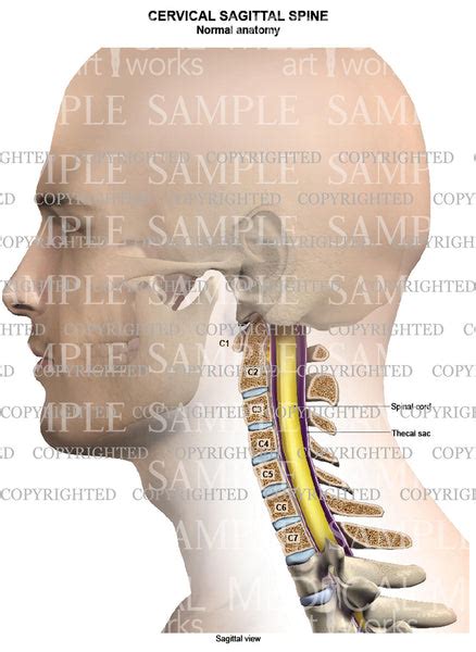 Cervical Spine Normal Anatomy Sagittal View Male — Medical Art Works