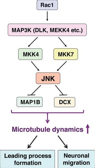 C Jun N Terminal Kinase Jnk Pathway In Postmitotic Migrating Neurons