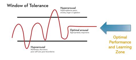 Understanding The Stress Response And Our Window Of Tolerance