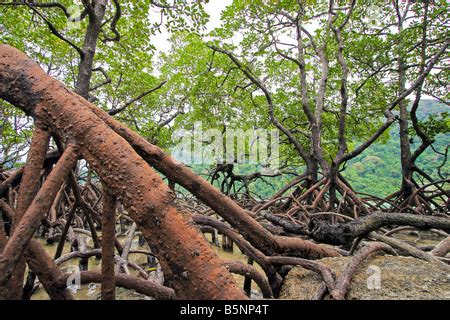 Mangrove Sumpf Ceriops Tagal Arten An Mu Ko Surin Islands