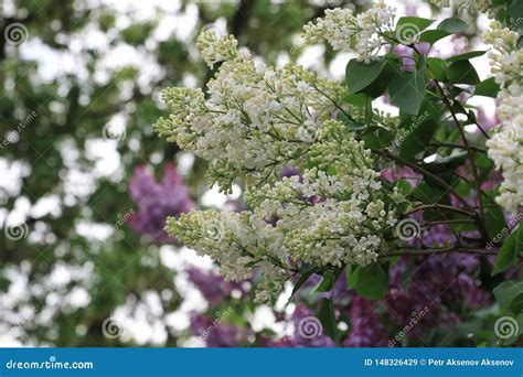 Spring Blooming Lilac With White Flowers On A Beautiful Background Of