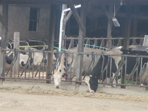 Cows At Farm On Nittany Valley Dr Mill Hall Pa 17751 Flickr