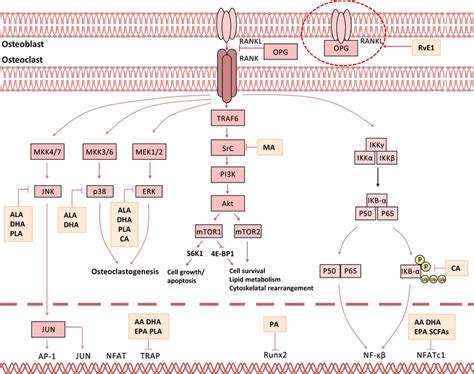 RANK RANKL OPG Pathway In Fatty Acidsmodulated Bone Metabolism The