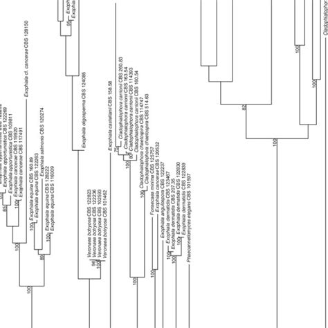 Phylogenetic Tree Inferred Under The Maximum Likelihood Ml Criterion