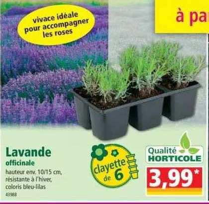 Promo Lavande Officinale Chez Norma Icatalogue Fr