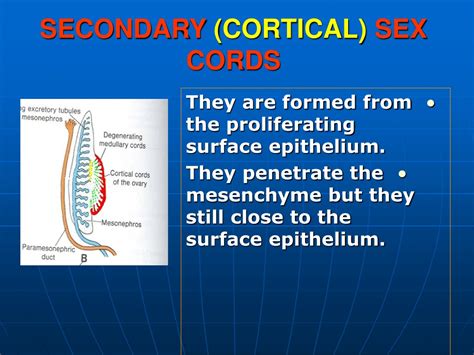 Ppt Differentiation Of The Ovary Powerpoint Presentation Free Download Id 9399892