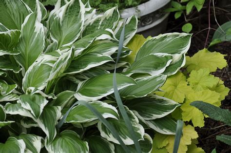 A Happy Combination: Variegated Hosta & Lime Rickey Heuchera