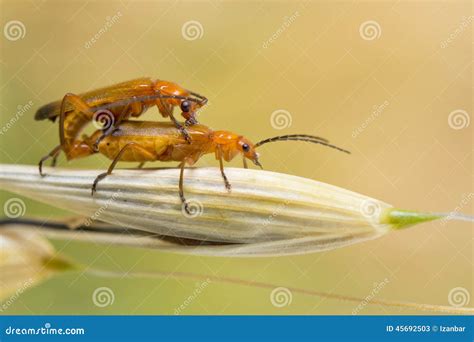 Couple Of Cricket Having Sex On A Spike Stock Image Image Of Mating Couple 45692503