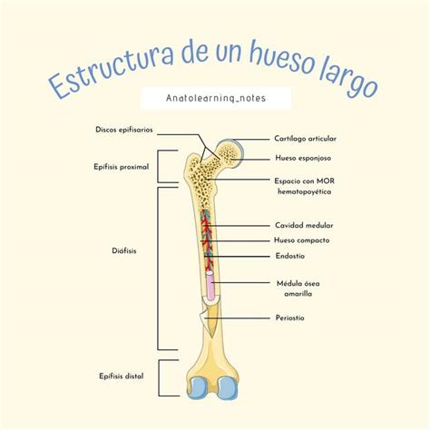 Estructura de un Hueso Largo Anatolearning notes Fátima Paico B uDocz