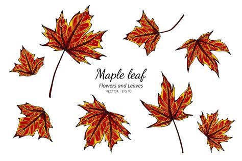 Hand Drawn Maple Leaf Collection Vector Art At Vecteezy