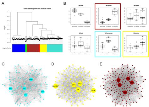 Weighted Gene Coexpression Network Analysis Reveals Modules And Hub